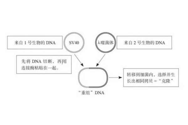基因工程论文