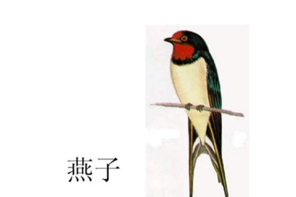 和鸟有关的成语