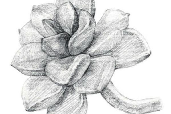 简单的素描画