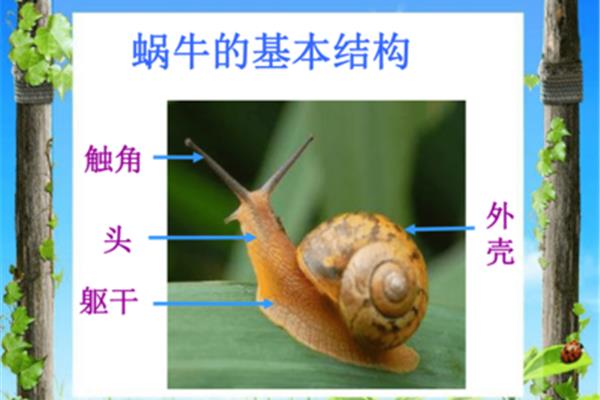 小蜗牛慢慢爬