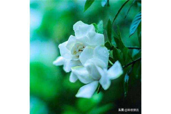 美好祝愿的诗句