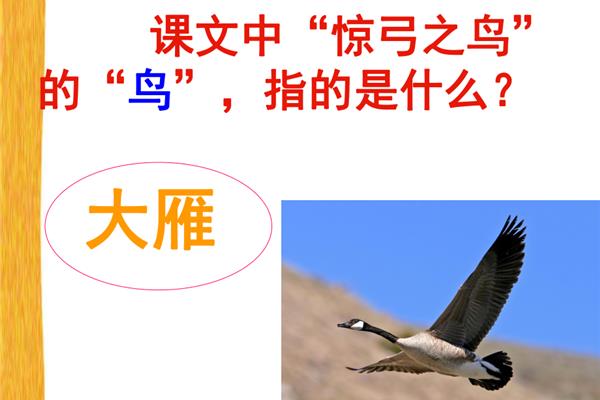 和鸟有关的成语