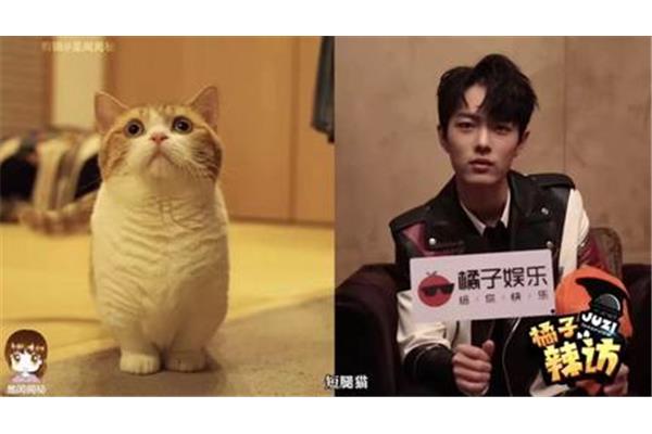 橘子怎么形容
