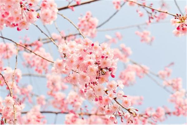 关于4月的诗句