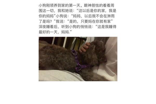 我和小狗的故事
