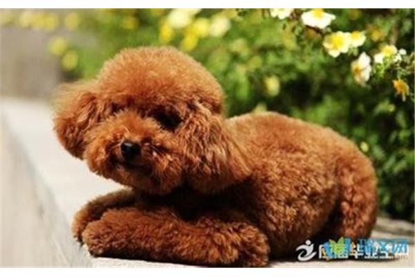 我和小狗的故事