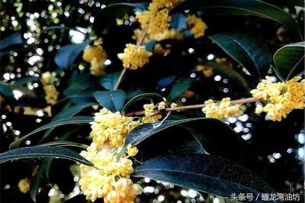 写桂花的诗