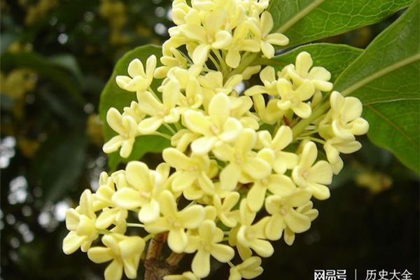 写桂花的诗
