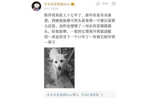 我和小狗的故事