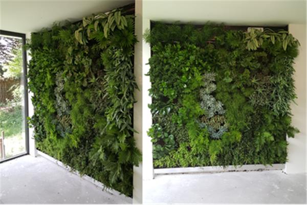 室内植物墙