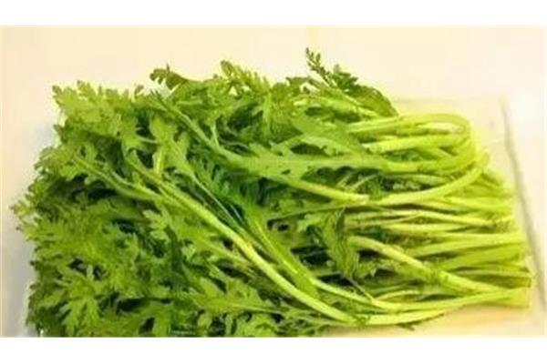 菊花脑是什么菜