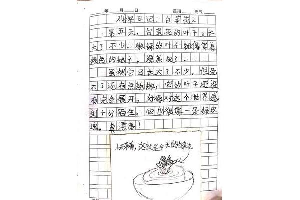 生豆芽的观察日记