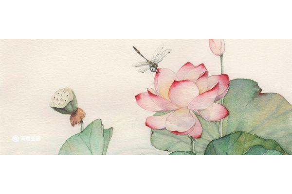 菡萏的读音