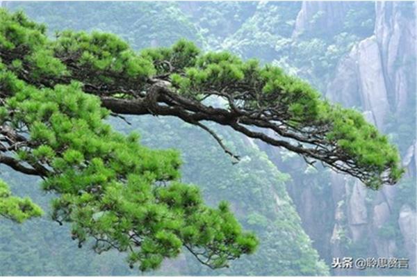 松树的诗句