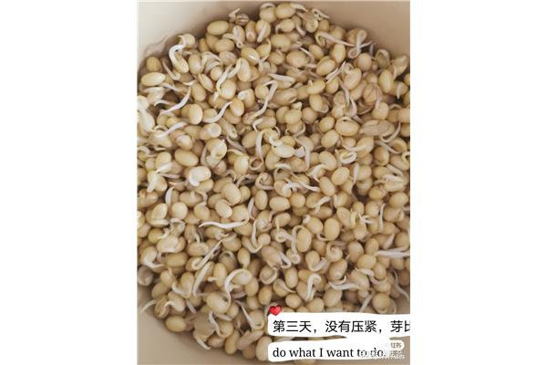 生豆芽的观察日记