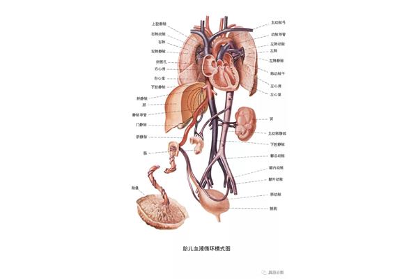 胎儿血液循环