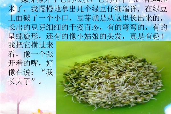 生豆芽的观察日记