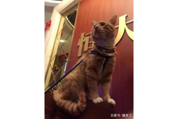 樊笼是什么意思