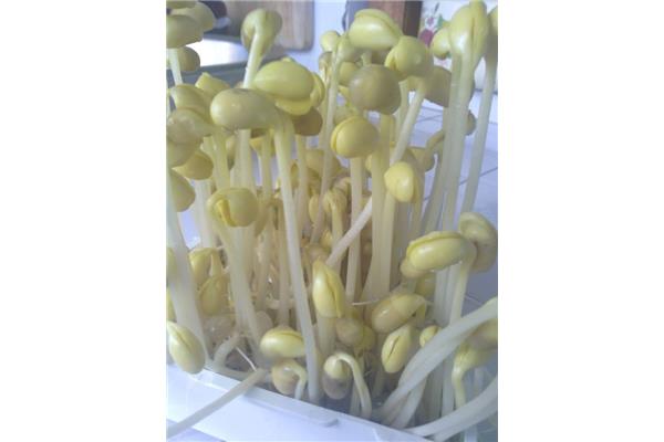 生豆芽的观察日记
