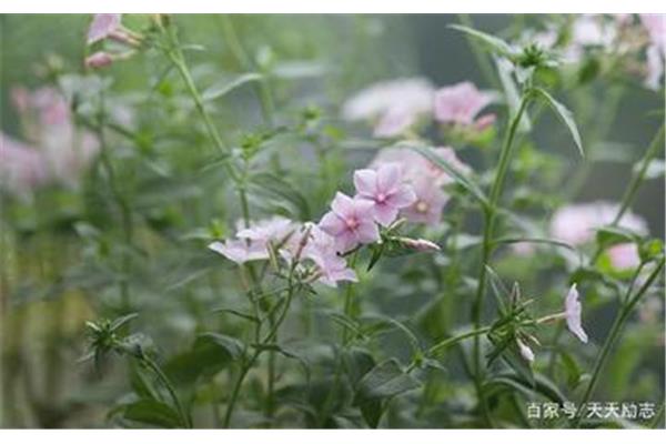 记忆中的芬芳