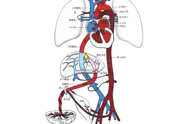 胎儿血液循环