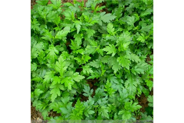 菊花脑是什么菜