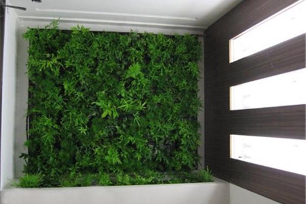 室内植物墙