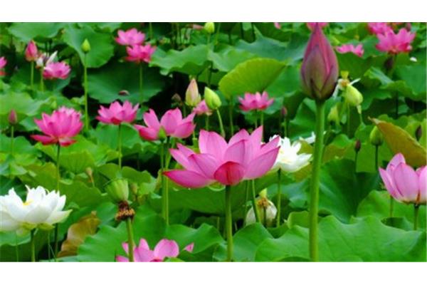 菡萏的读音