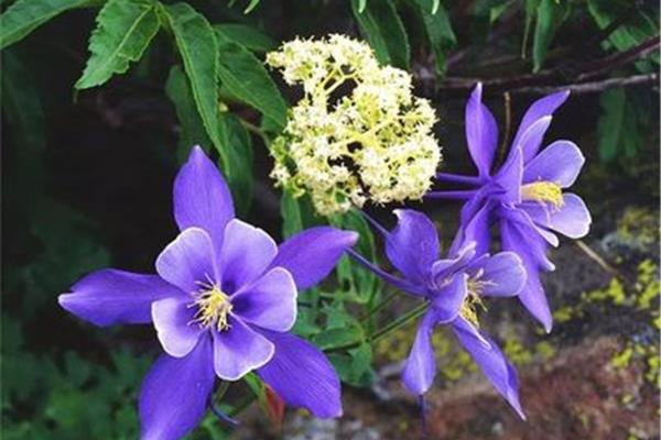 记忆中的芬芳