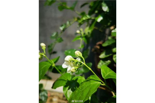 记忆中的芬芳