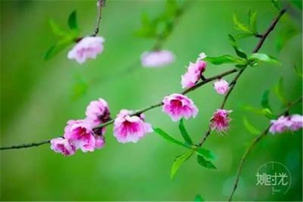 记忆中的芬芳