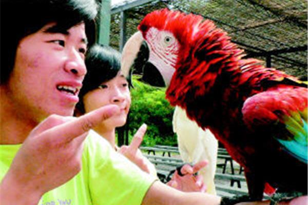 鹦鹉英语怎么读