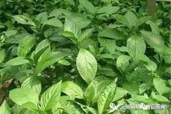 寒凉药的作用是