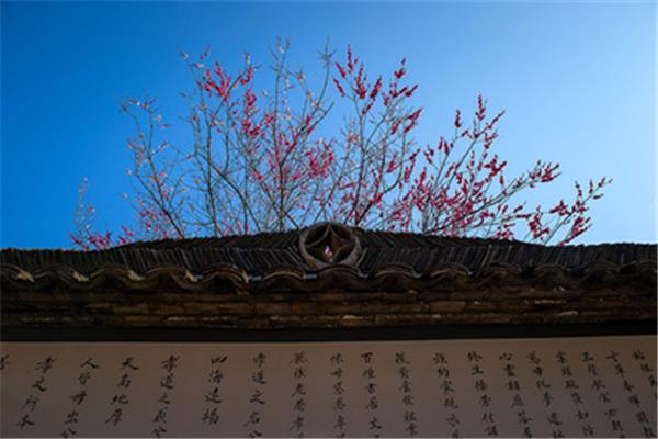 满园关不住