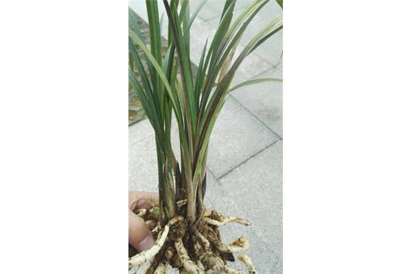 兰花怎么浇水