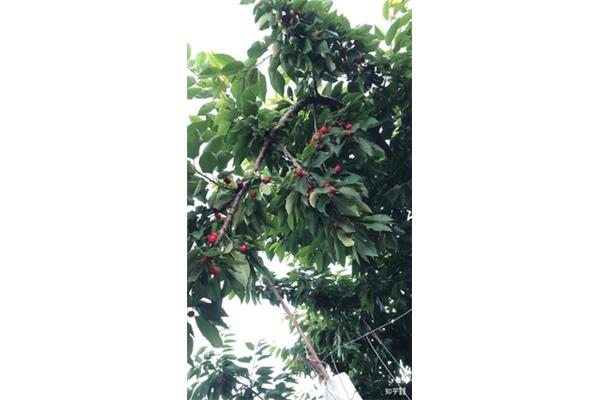 樱桃树长什么样子