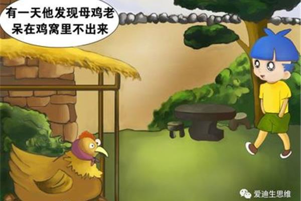 小鸡的故事