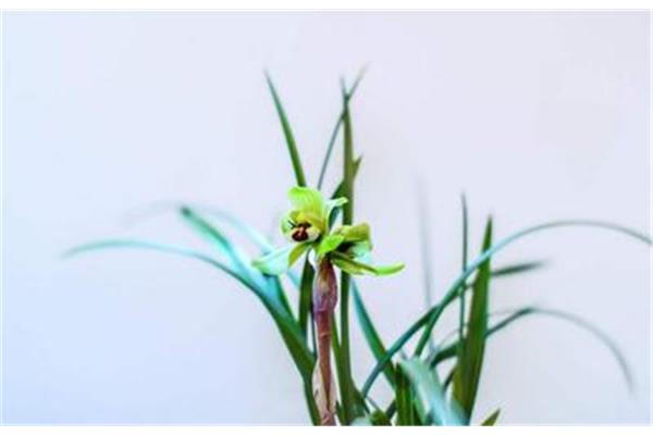 兰花怎么浇水