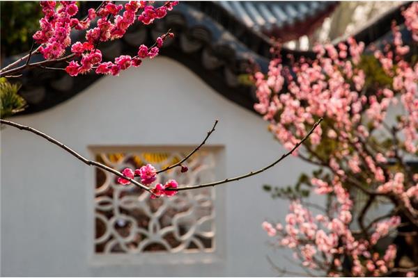 满园关不住