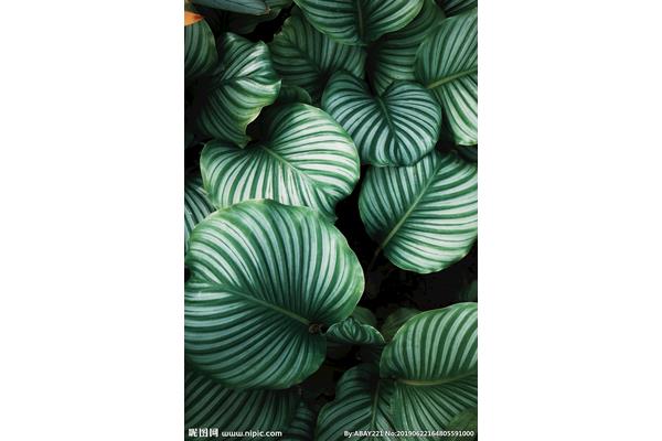 植物的世界
