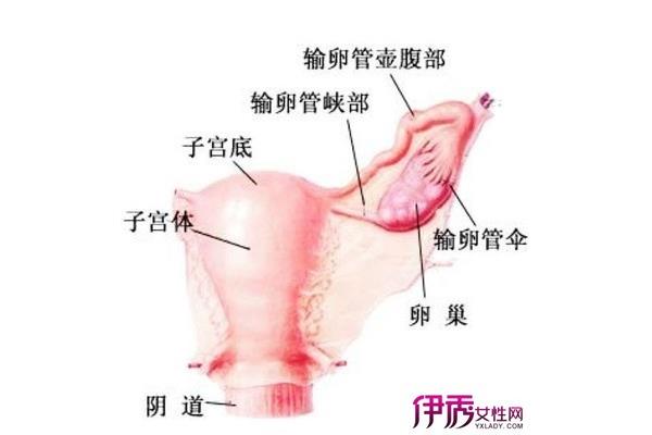 女人经期一般几天