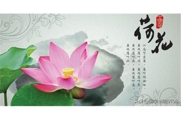 荷花古诗大全