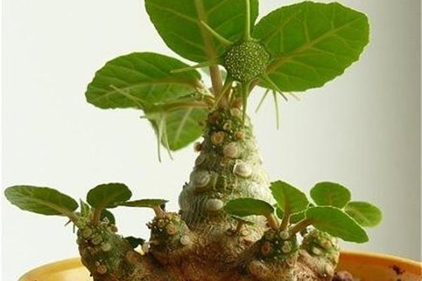 植物的世界