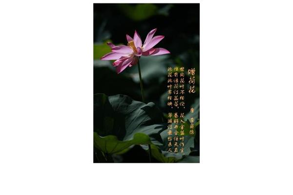 荷花古诗大全