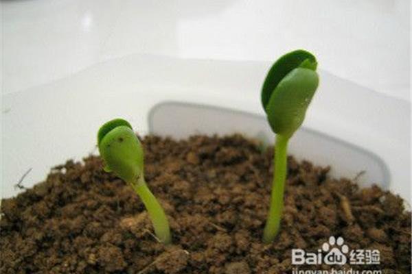 绿豆怎么发芽