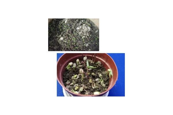 绿豆怎么发芽