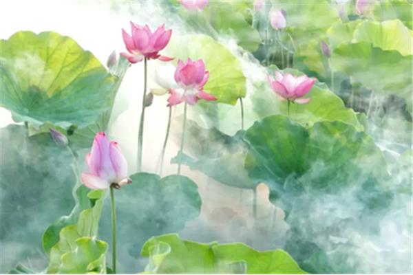赞美莲花的诗