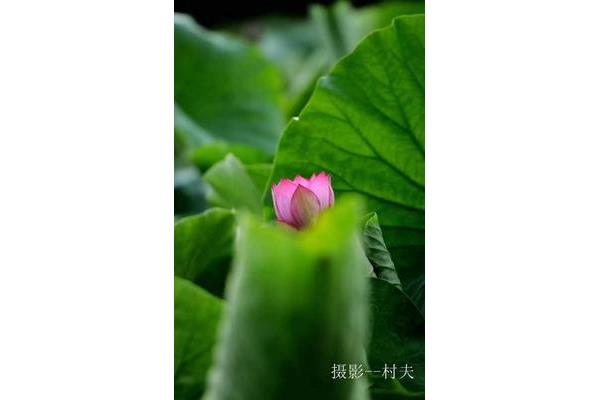 关于荷的诗句