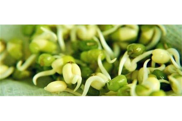绿豆怎么发芽