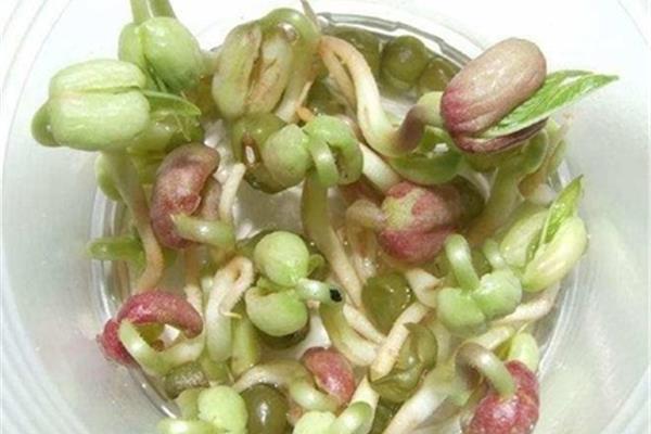 绿豆怎么发芽